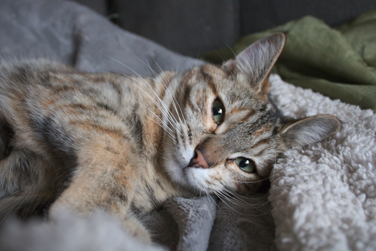 A photo of a mostly grey tabby cat with brown and reddish fur lying on a blanket in an indoor setting. Its eyes are partially closed as if it's sleeping or relaxing.