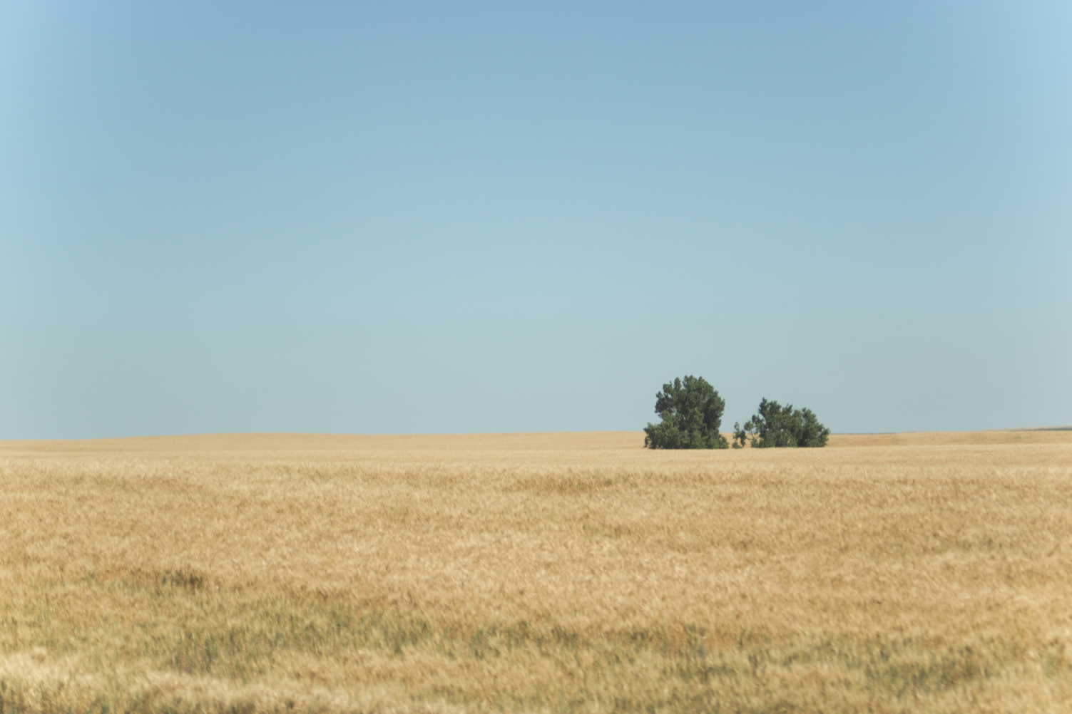 A photo of a light beige field with two green trees position in the right third of the image with a bright blue sky without any clouds.