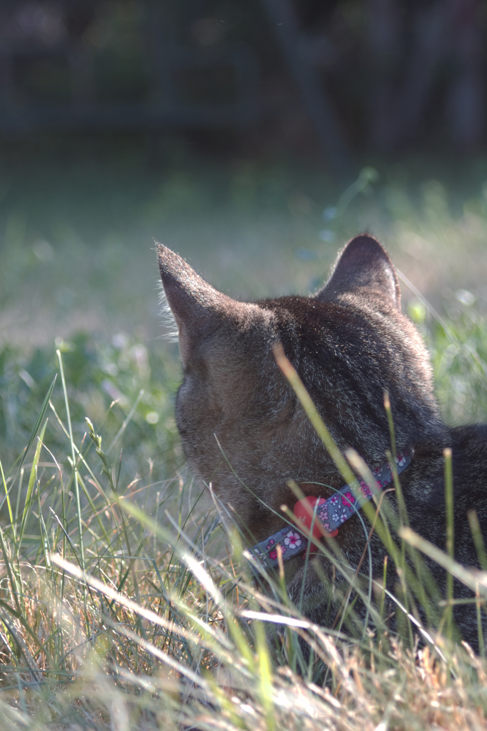 A zoomed in photo of a tabby cat with brown fur looking away from the camera surrounded by grass