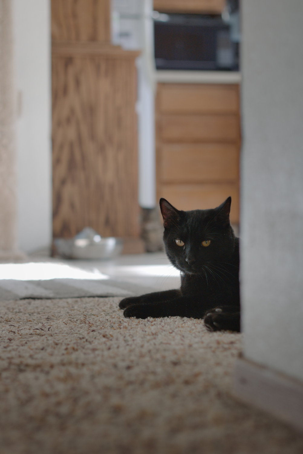 A photo of a black cat looking down at the camera from across a hallway.