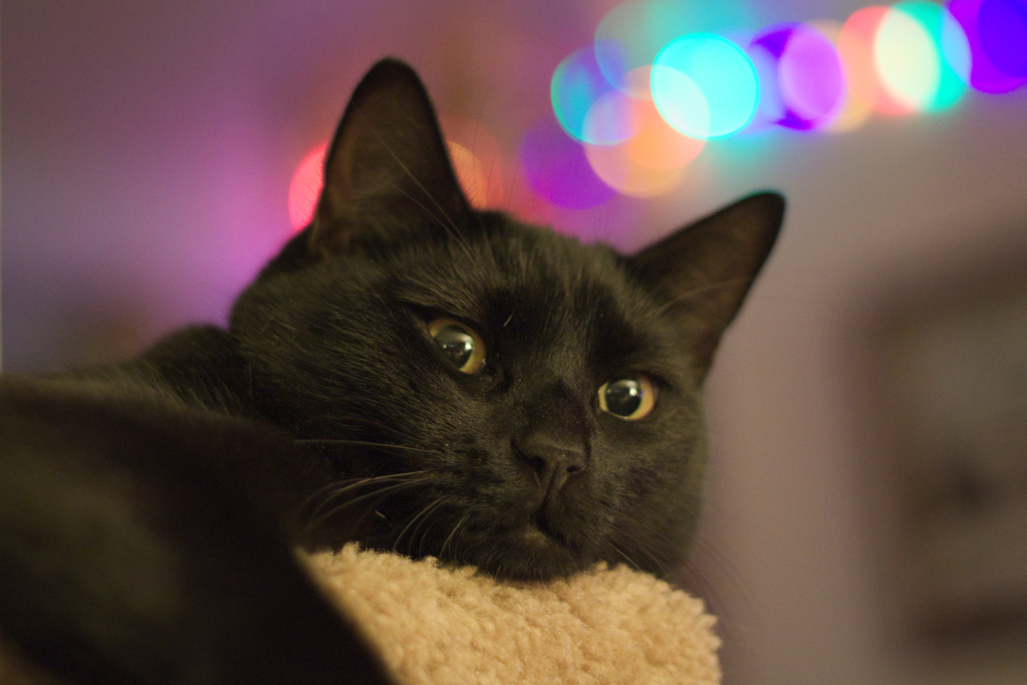 A closup photo of a black cat looking at the camera laying on a cat tower with a shallow depth of field and strong background blur with Christmas lights in the background.