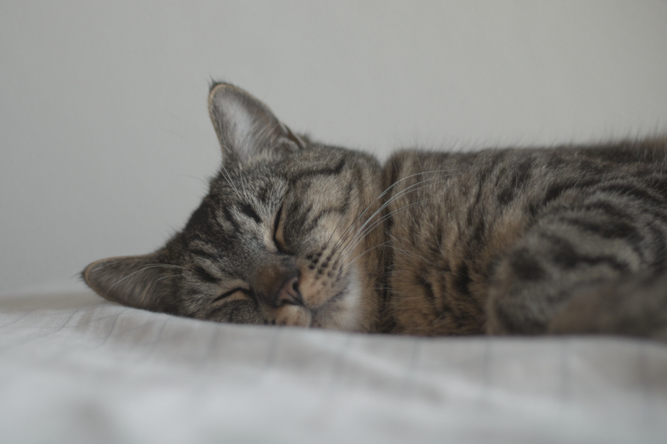 A photo of a grey and brown tabby cat sleeping sideways on a white bed with a blank white background.