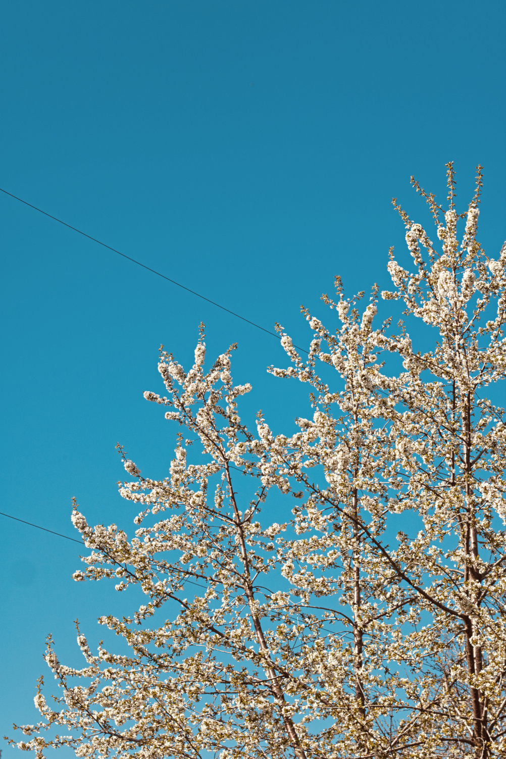 A photo of a cherry three with white pedals in spring on a bright blue sky.